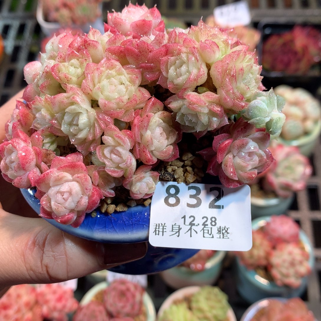 精控拇指12.28832
