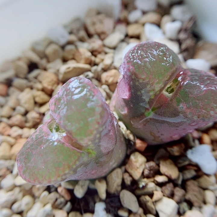 生石花花花花花花花花498