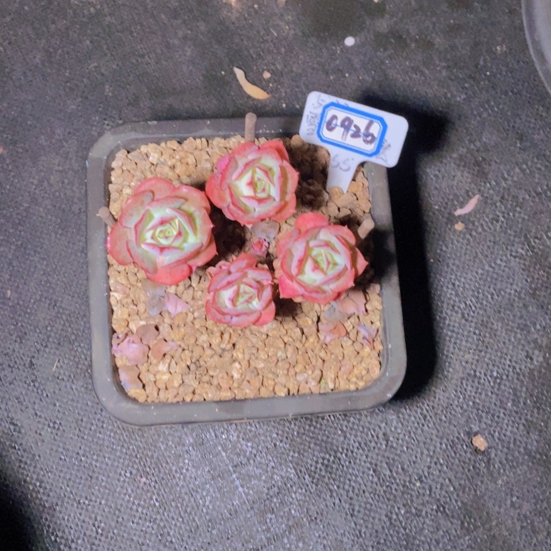 希***嘻0926克罗地亚玫瑰一颗