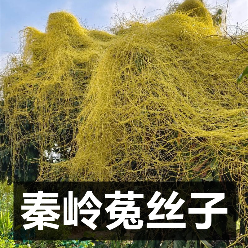 菟丝子【煮茶/泡酒】秦岭野外自然生长金丝藤水洗干净无熏硫