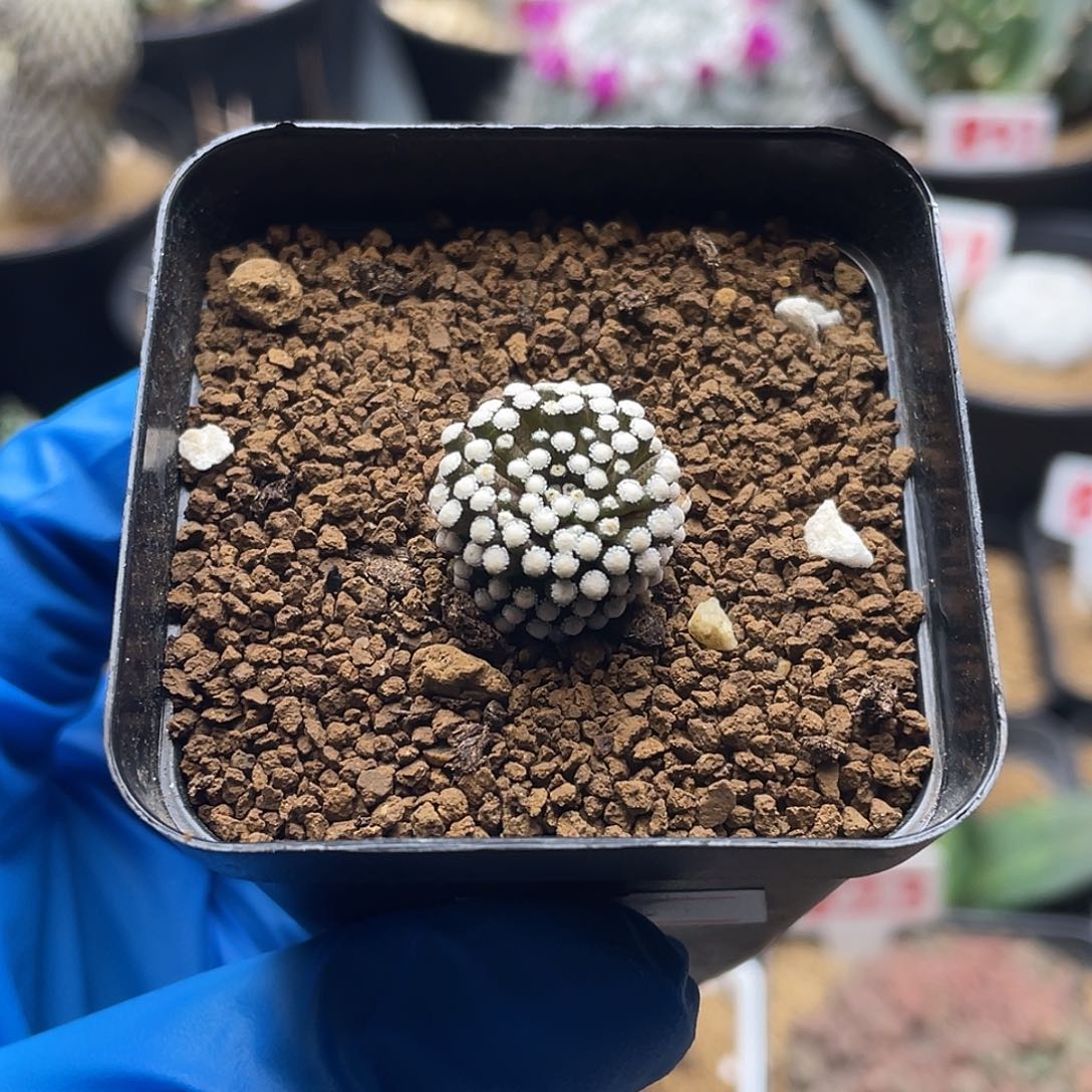 松针牡丹仙人球多肉植物
