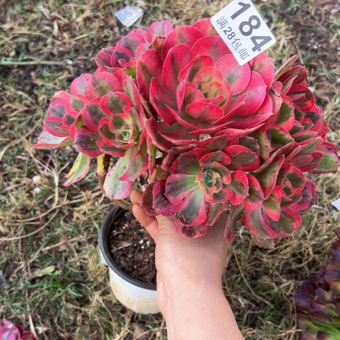 清****多肉植物184无断枝售后