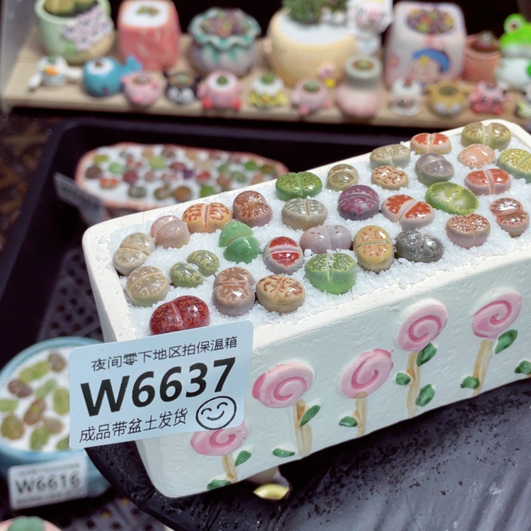 夜间零下地区拍保温箱w6637