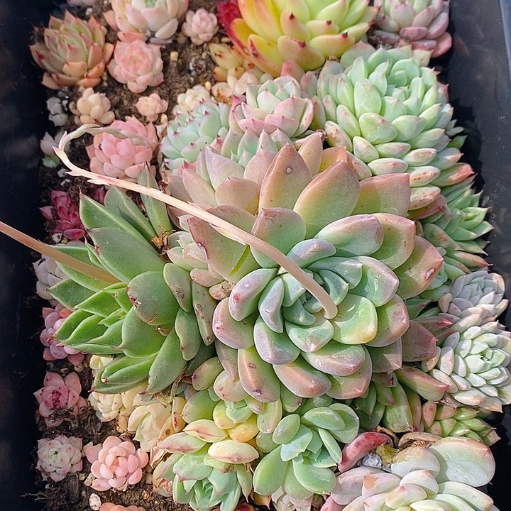 152 多肉植物盆栽花卉植物