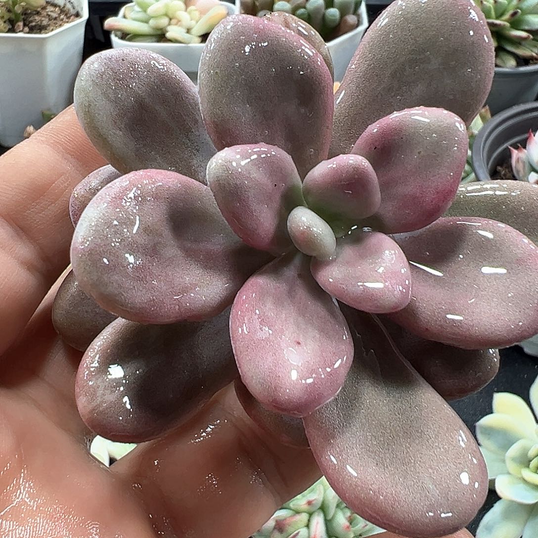 桃蛋锦无根 小方花圃一物一拍