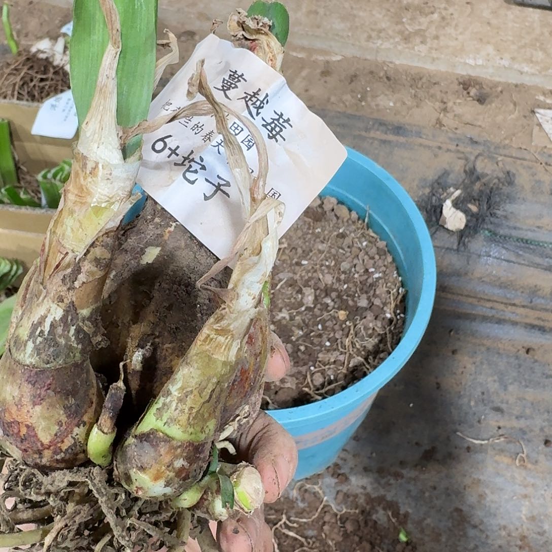 蔓越莓6+坨坨发发发