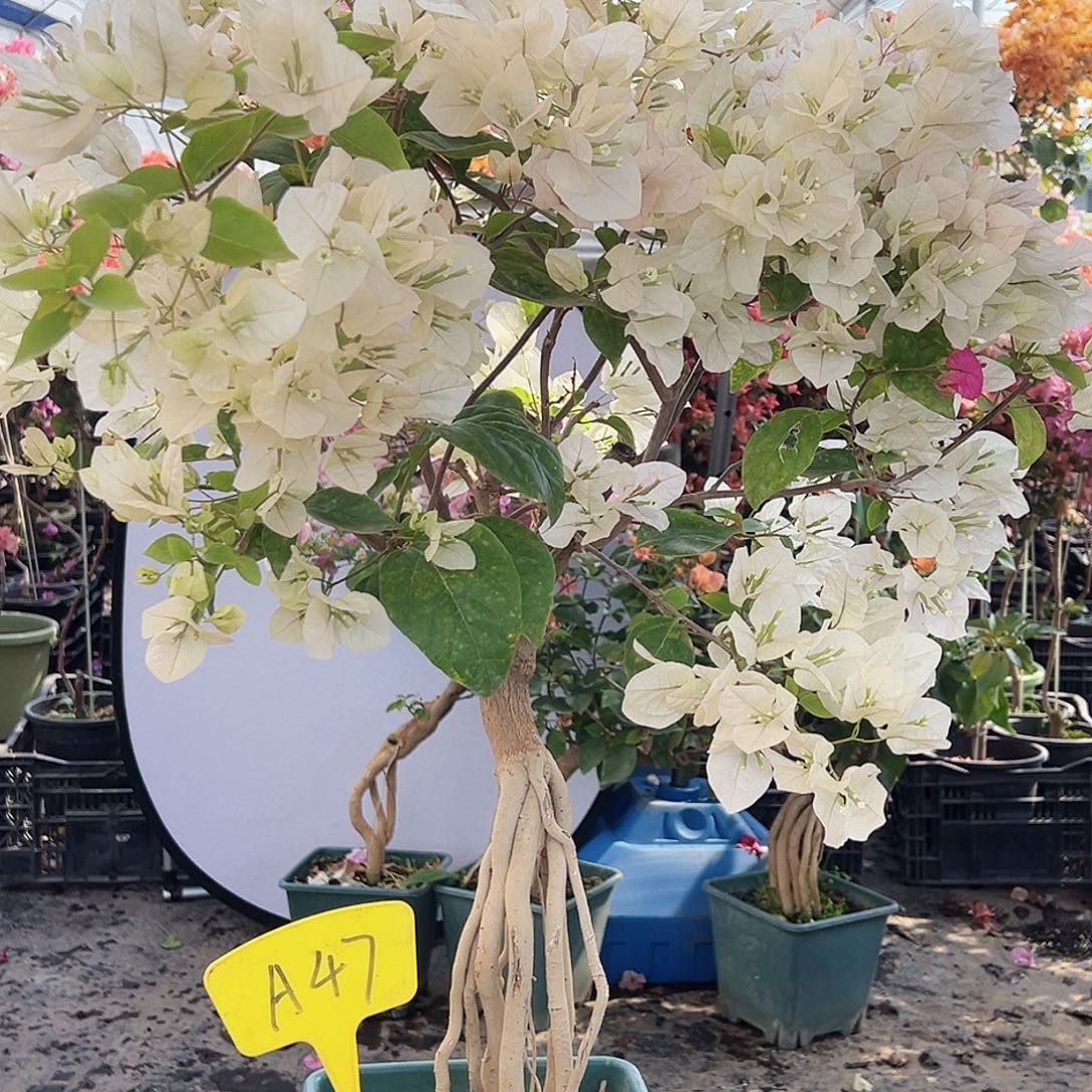 Y***y大部分花苞少量开放A47红樱