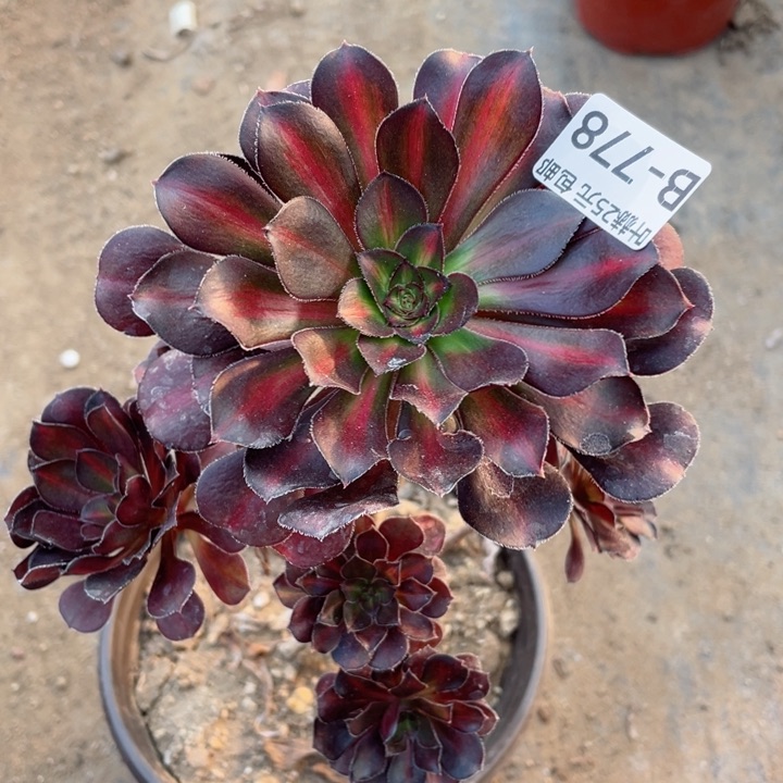 778晚霞多肉112345678