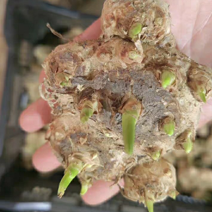 进口马蹄莲大球现有颜色打钩1颗包邮实拍图图三买家秀颜色随机发