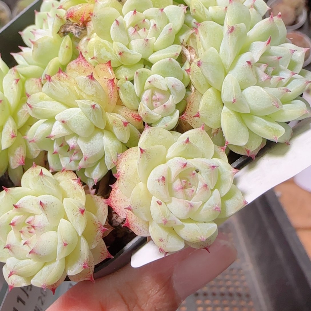 花语逸镜1129-255散