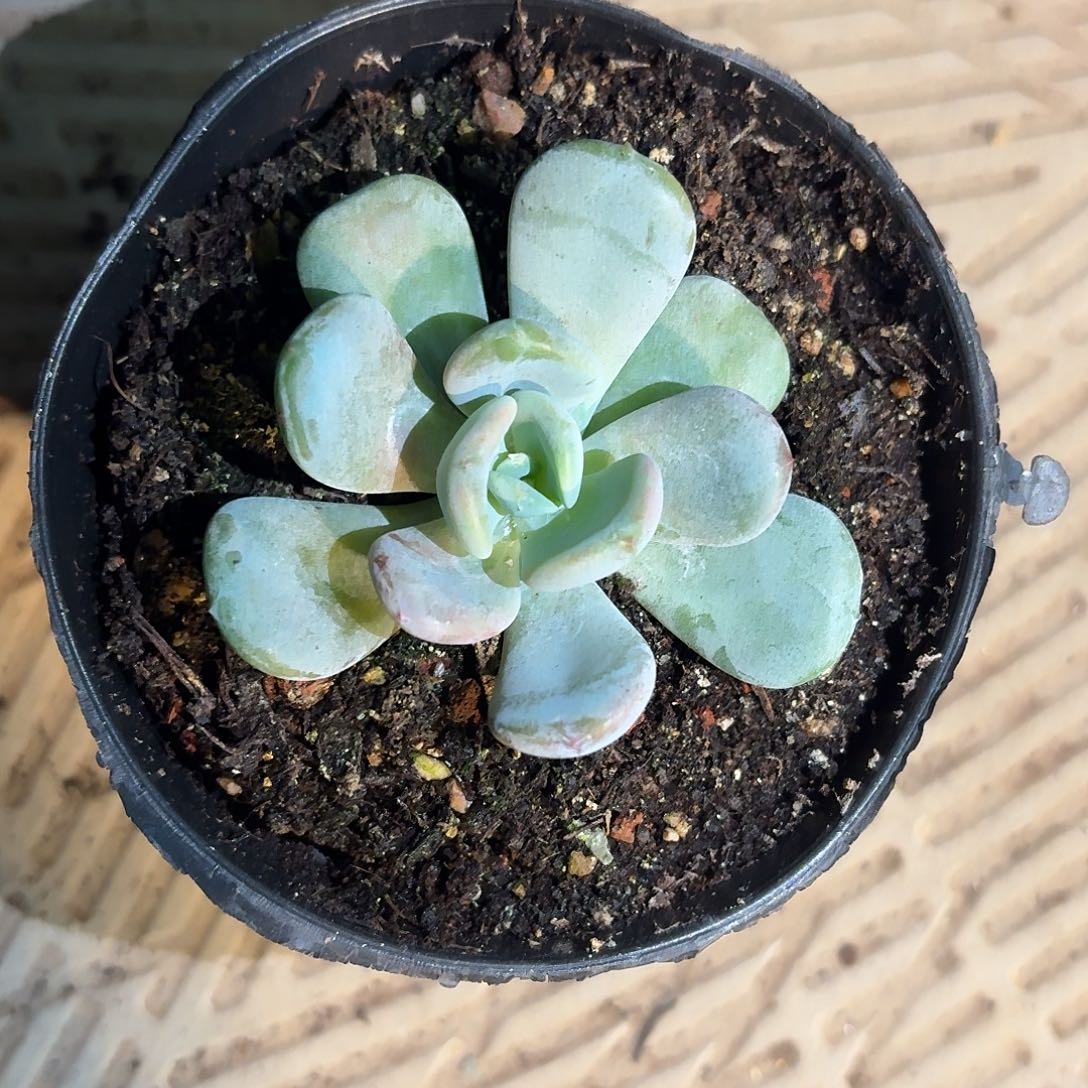 阿***虎糖心美人4444555555566