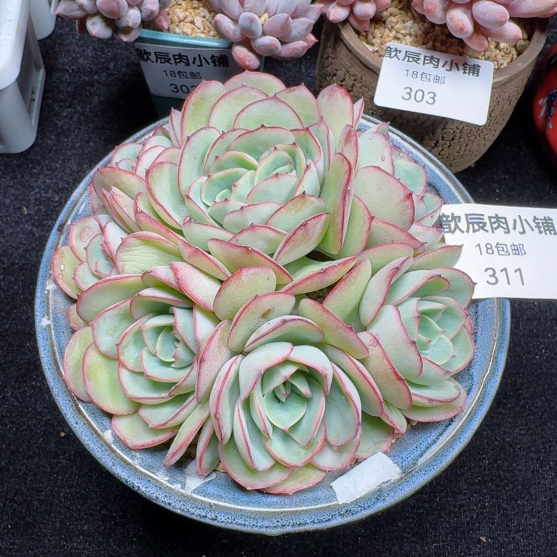 多肉植物  牡丹亭