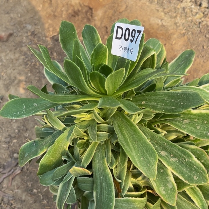 097艳凝多肉法师不包断枝