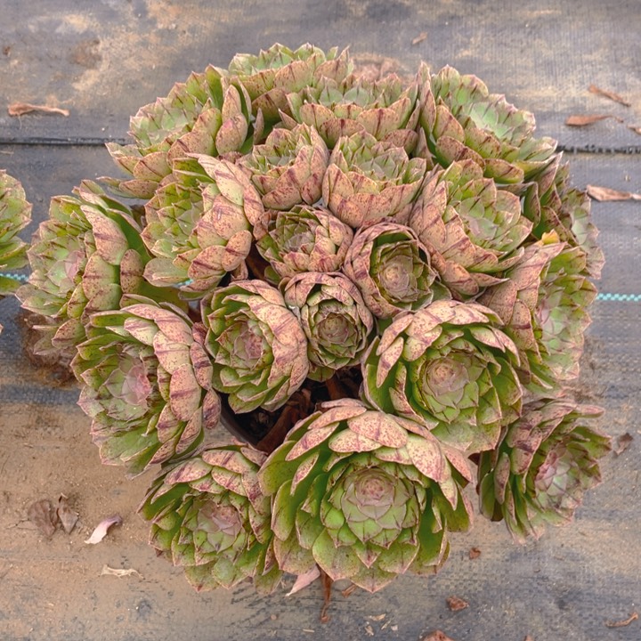 14万拉丝法师多肉断枝不售后