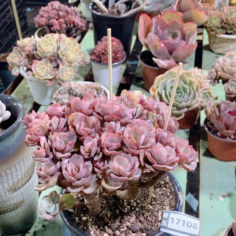 【闪购商品】秀妍17108