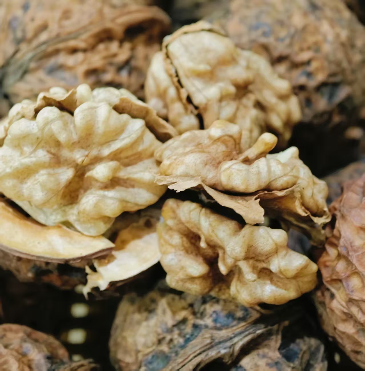 [广电助农]高山老树核桃