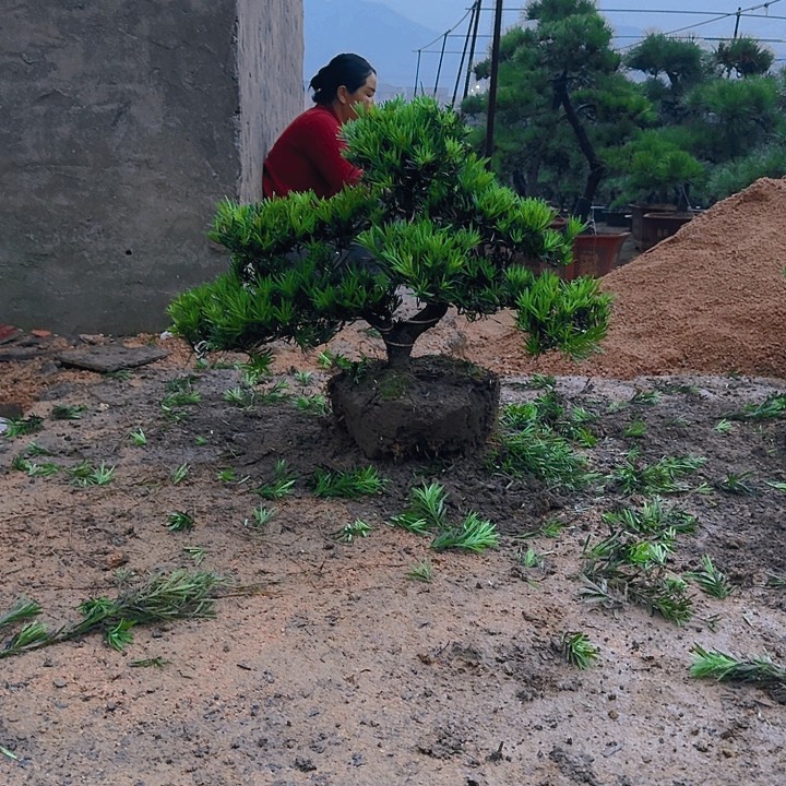 山***人无花朵66666666666666