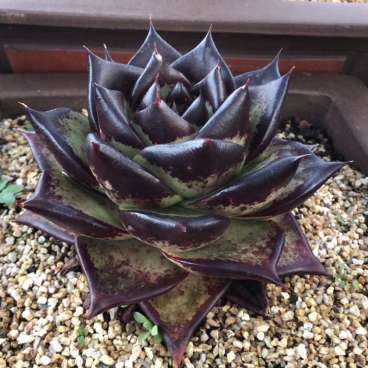 满背发色000000000029