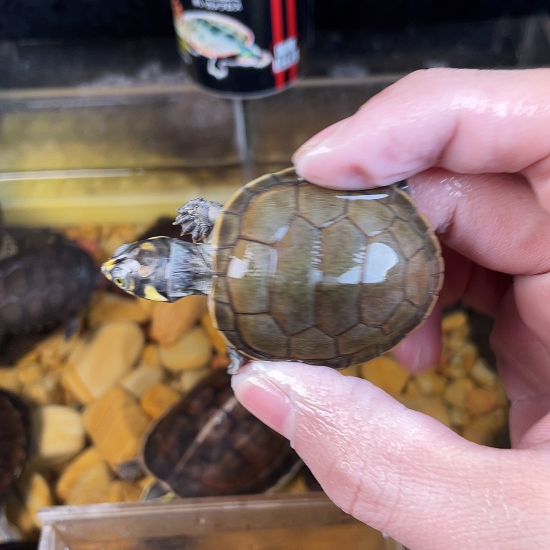 钱***钱绿毛龟母点点滴滴的订单