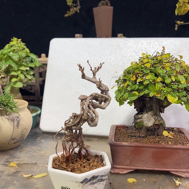 威***）发发发发发发发发