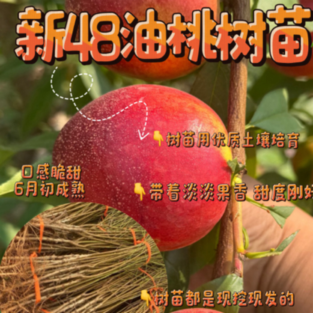 新48 早熟黄肉油桃 果个大 口感好  果树苗