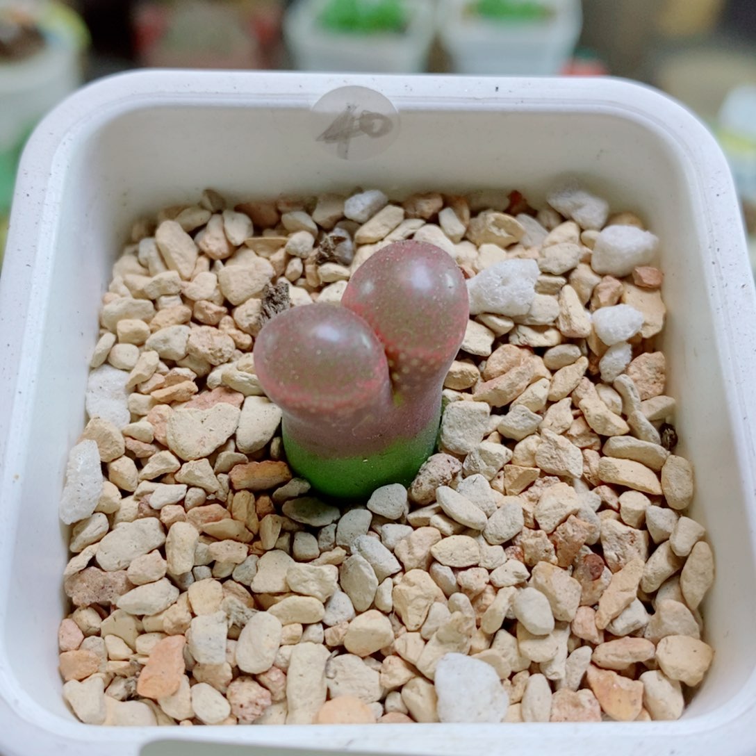 生石花花花花花花花花128