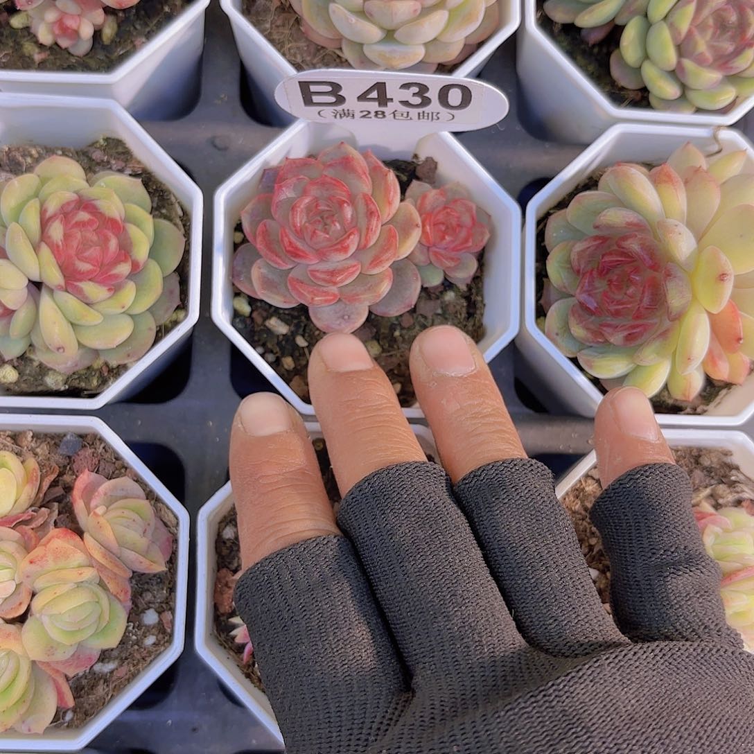 B430葡萄珍妮一物一拍