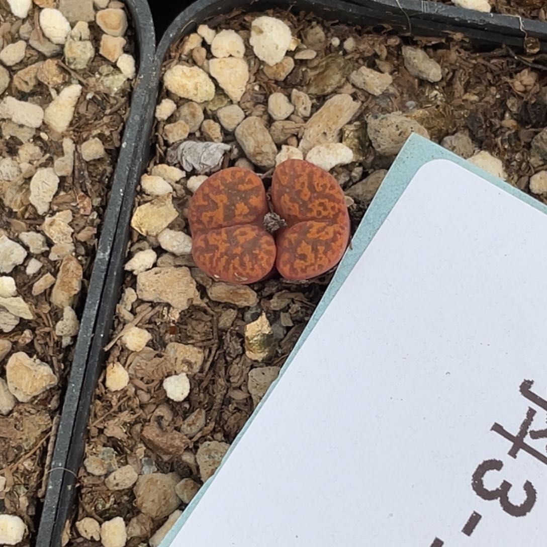 回*3-123肉锥多肉植物