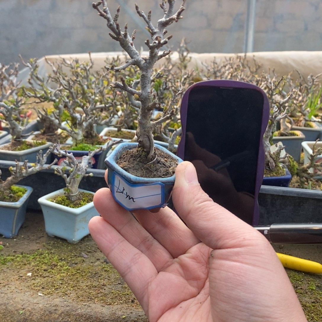 【闪购商品】长寿梅盆景艺术中心长寿梅盆景艺术