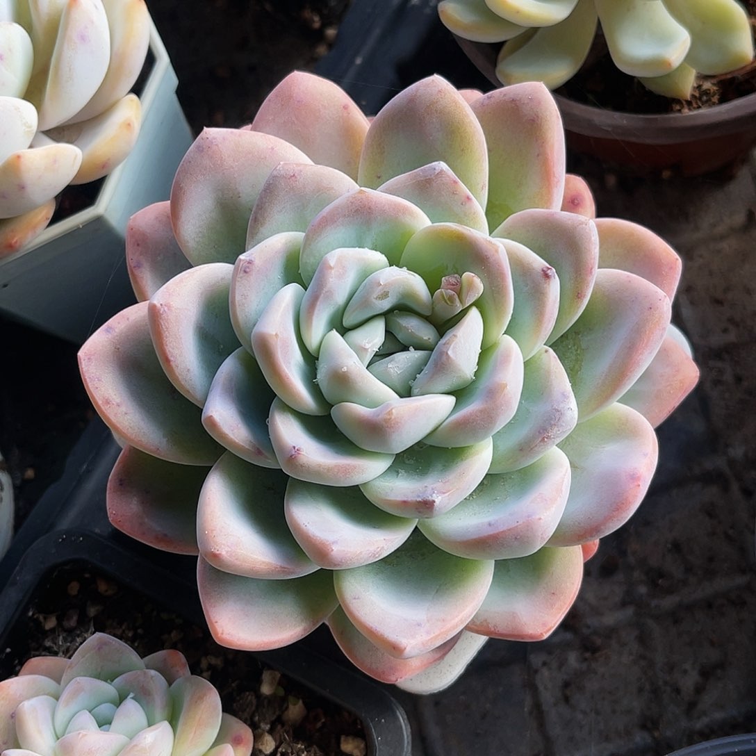 冰玉 四年 非偏远包邮 多肉