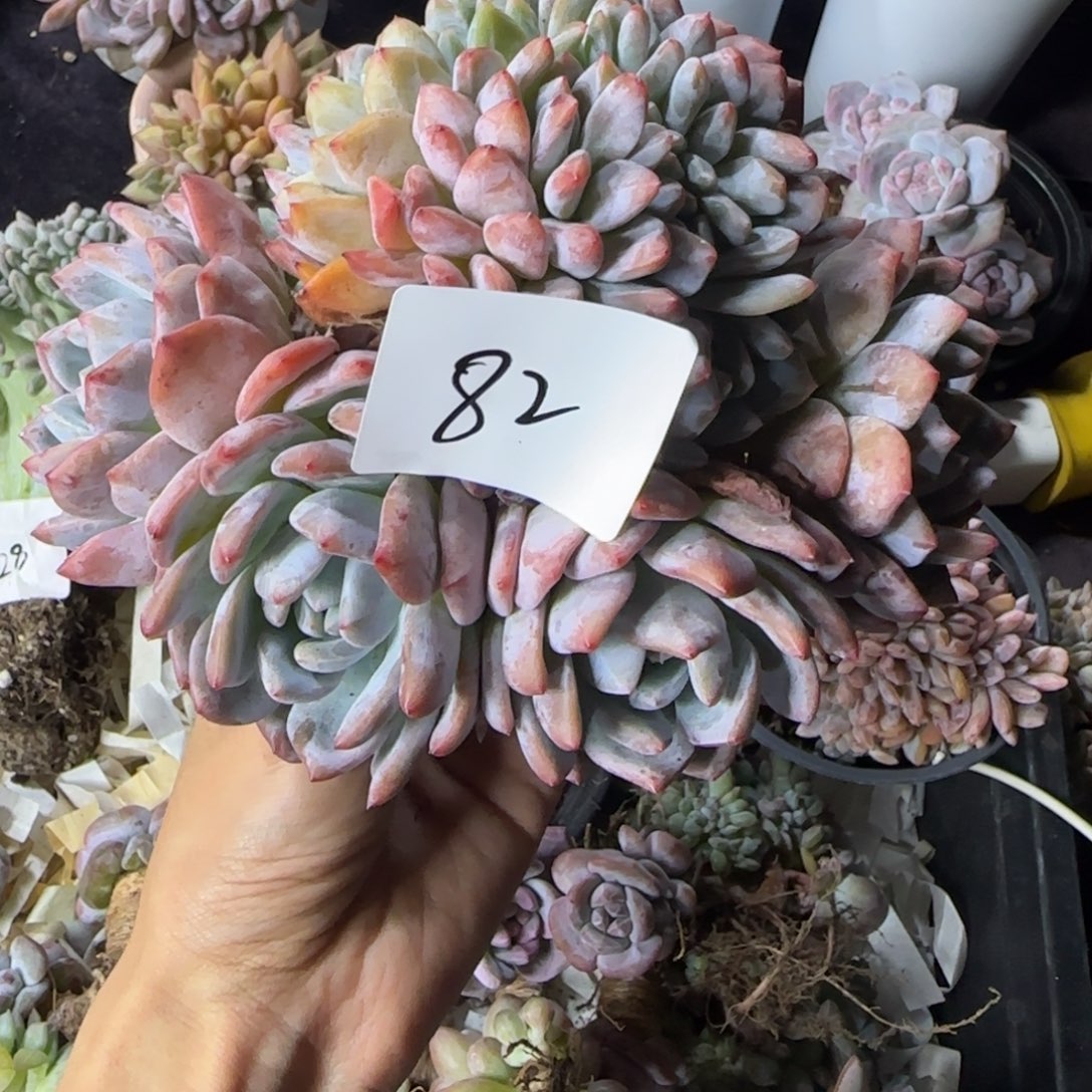 魅***引叶插橙子缀化一物一拍82