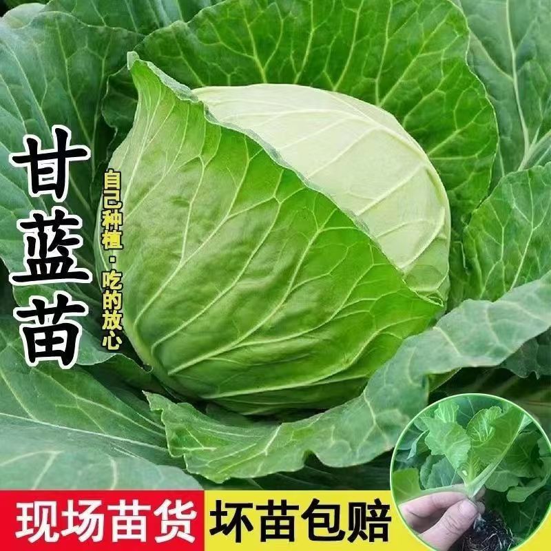 秋季种植优质绿甘蓝苗阳台蔬菜秧苗