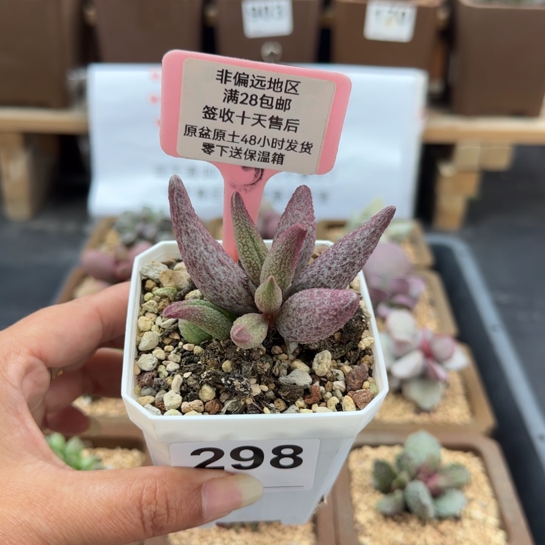 团*团298猪尾巴多肉植物