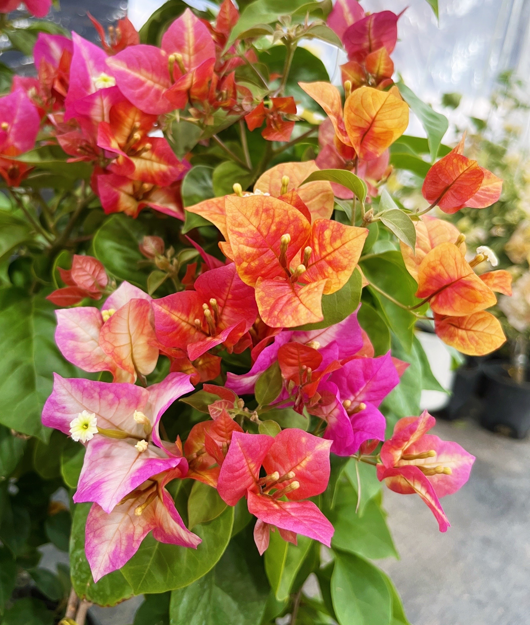 {伏特加海洋} 嫁接盆苗 爬藤飘枝垂吊