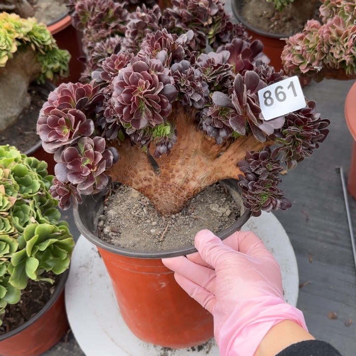 金***）多肉植物欧紫缀861