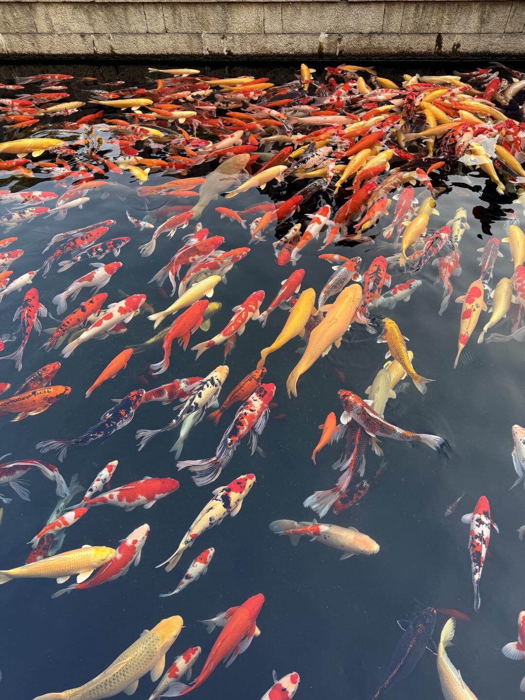 （白牌）201-300锦鲤观赏鱼渔场直发包邮包损2厘米-25厘米混搭