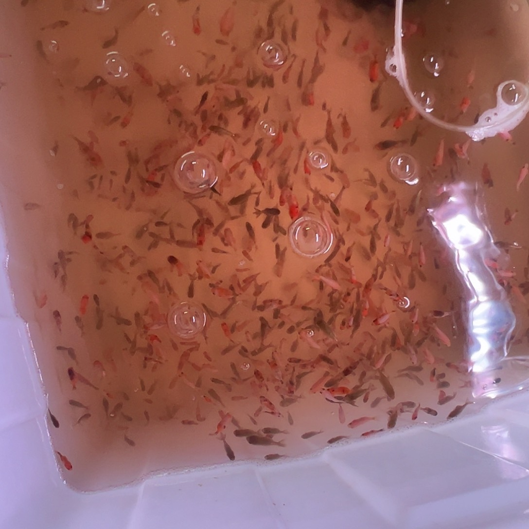 工具鱼40条饲料鱼包活30条饲料鱼