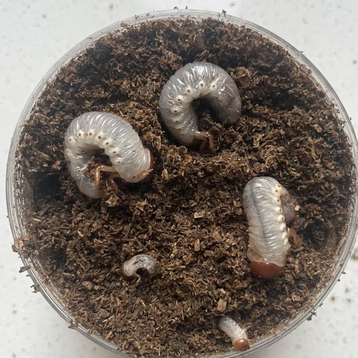 素吉五角大兜幼虫刚羽化大角公母幼虫新手好养