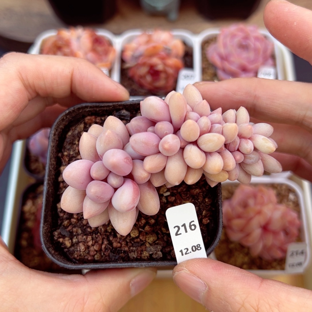 好好看216、哈哈哈哈