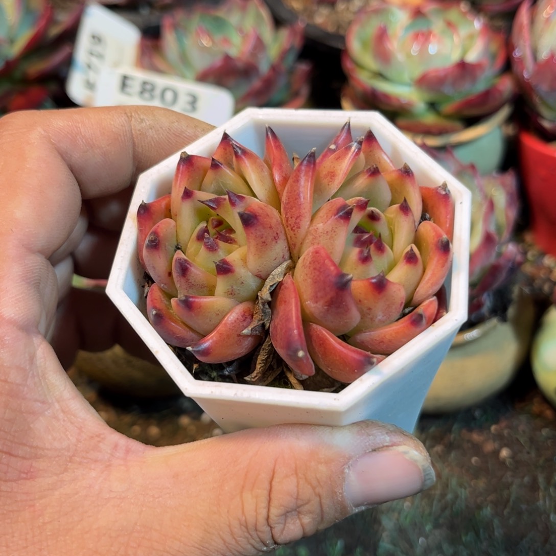 蓝龙多肉植物的生长