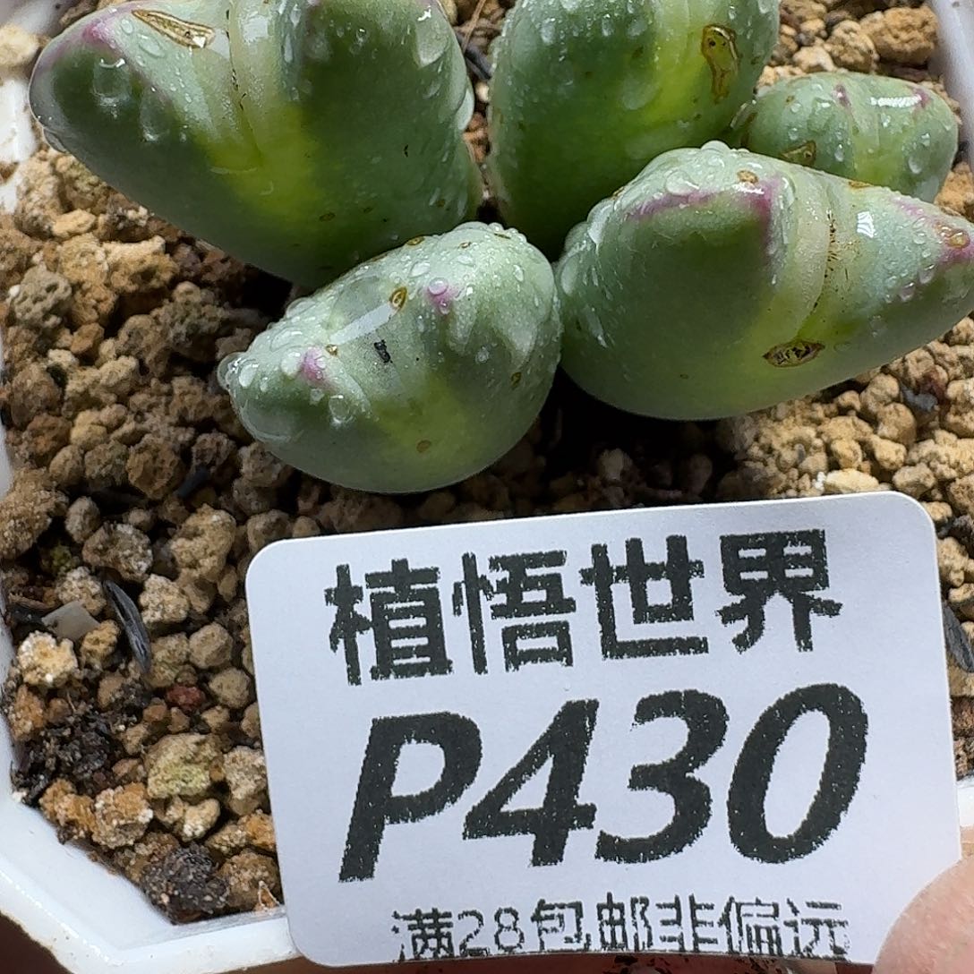 多肉杂的人生的润泽fhn