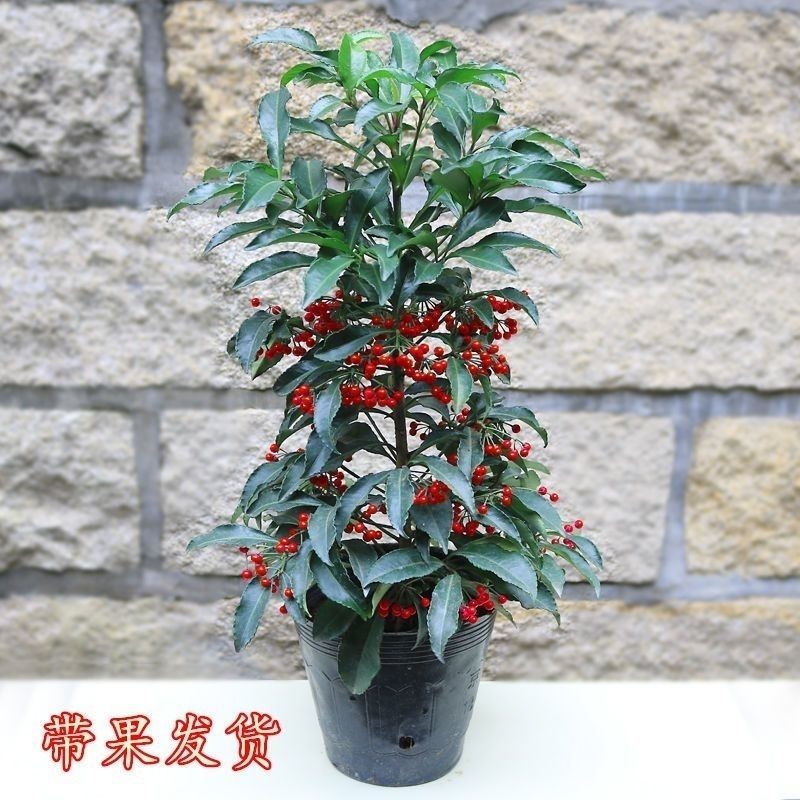 好养的花耐寒花卉室内植物盆栽四季常青带果金玉满堂盆栽富贵籽S