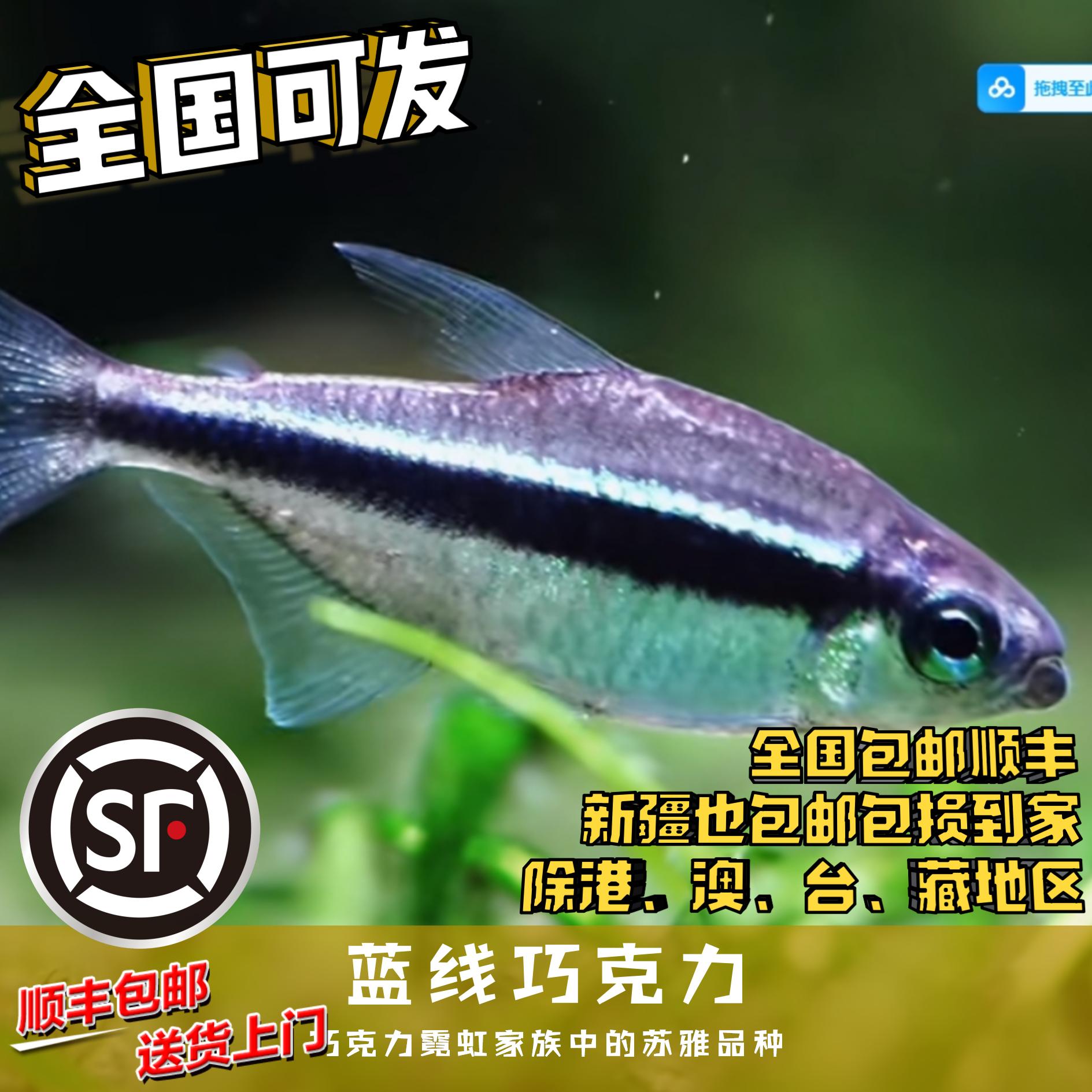 Boo小鱼 蓝线巧克力 偏远地区任意三单包顺丰空运