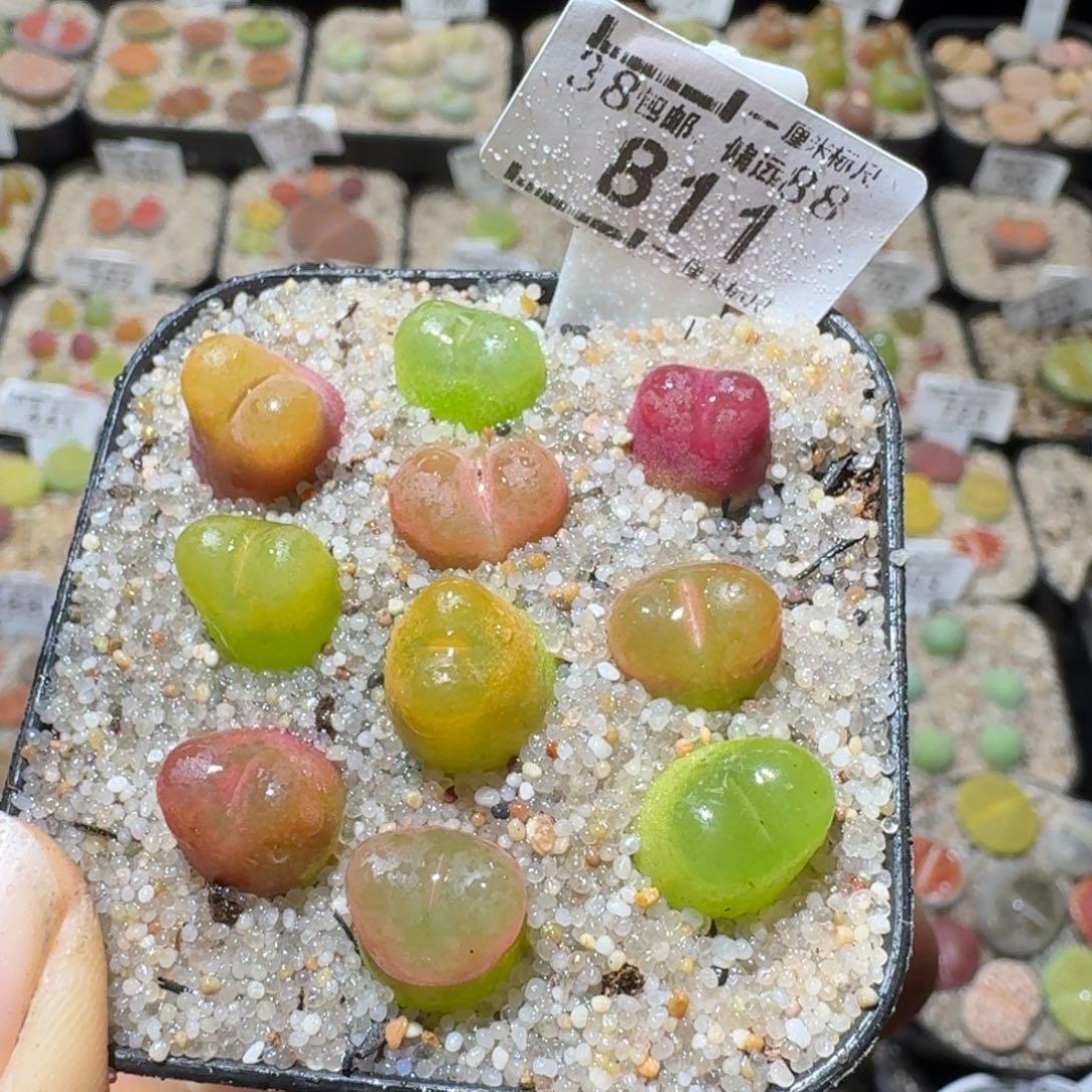 Sss精品便宜出了811