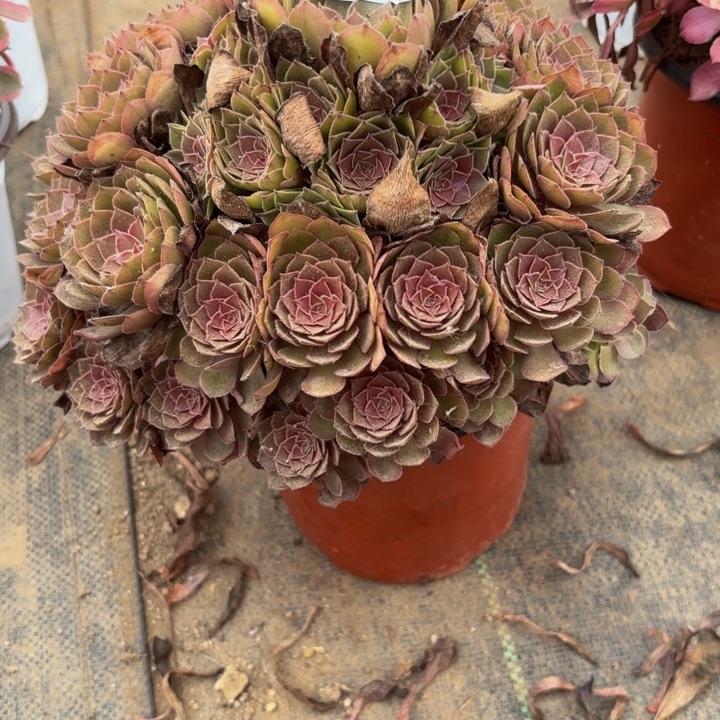 瑞妈多肉园艺711桃花石