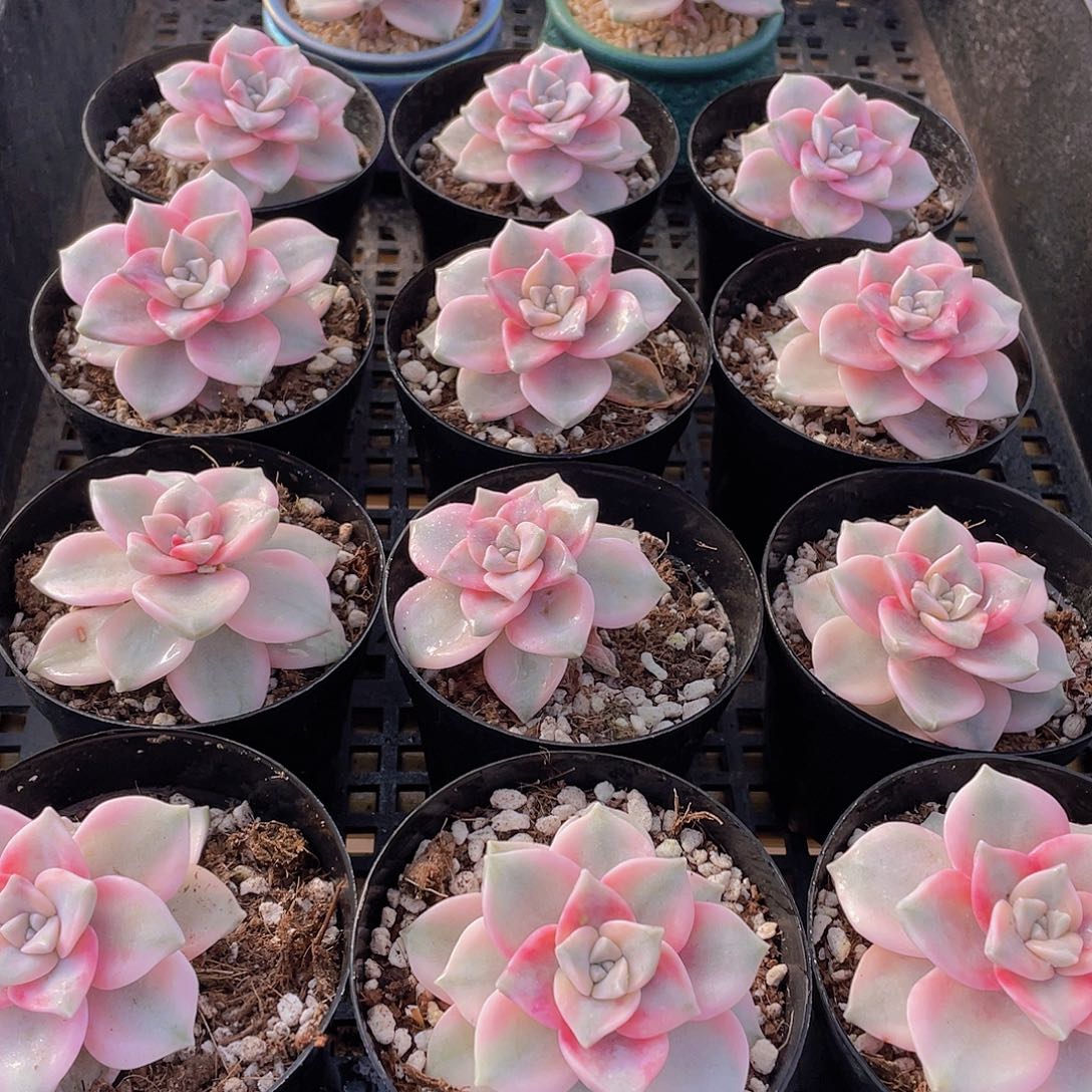 量拍138号 紫乐锦单头一个