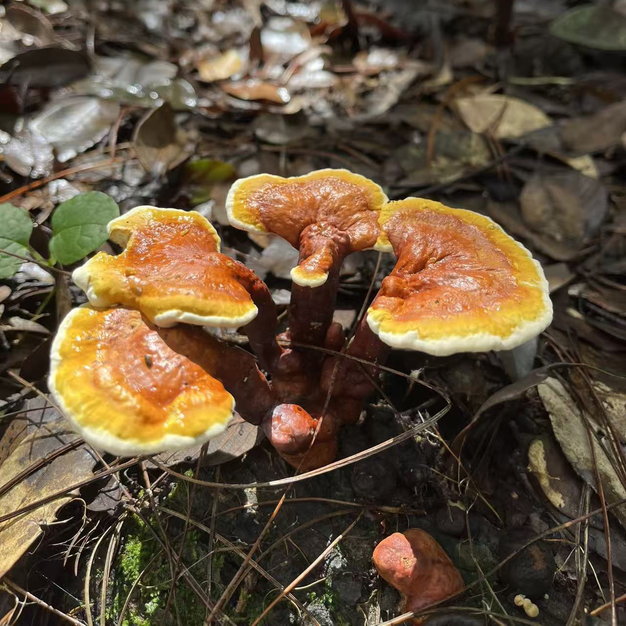 【正宗山货】云南野生白肉灵芝-海拔2000多米野野的，可煲汤煮水泡酒