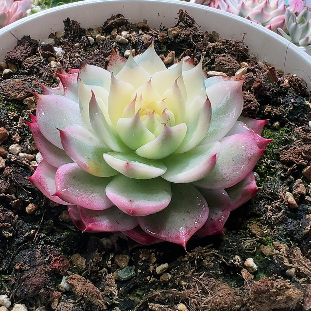 吉娃娃锦，多肉植物