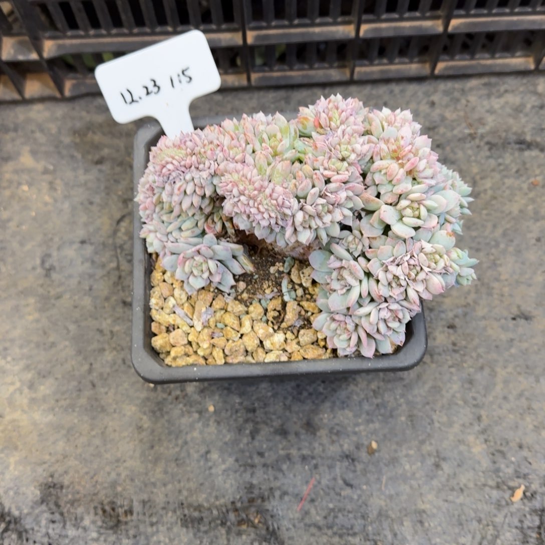 一物一拍高版胸花戴璐璐缀115