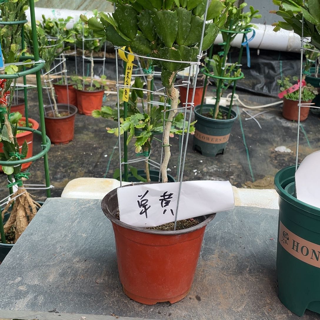 刺***猬无花朵叶仙嫁接单色